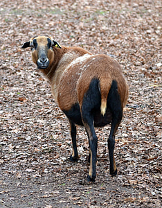 moutons du Cameroun, animal, animal de compagnie, chèvres similaires, Knuffig, chèvre, brun