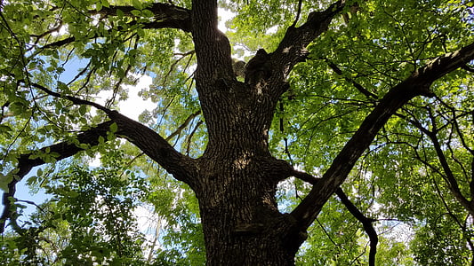 strom, kroucená baldachýn, Příroda