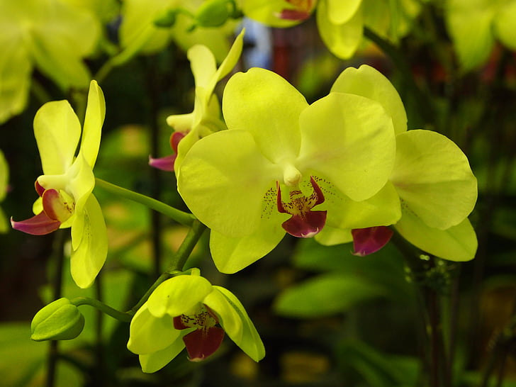 Orchid, Motyl Falklandów, zielone kwiaty, czerwone usta, Natura, roślina, kwiat