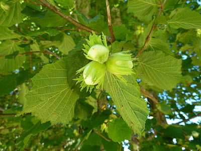 buds, hazelnuts, leaves, green, nature, leaf, fruit