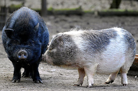 pigs, hanging belly, bristles, eyes, nature, bristle-animal, enclosure