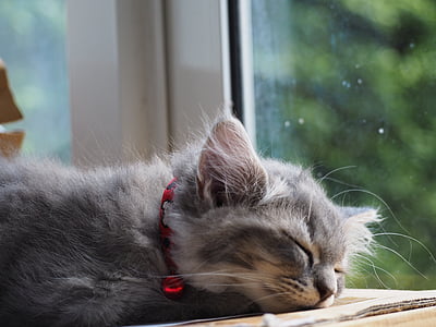 mačka, spí, spánok, milý, spiace, Relax, relaxačné