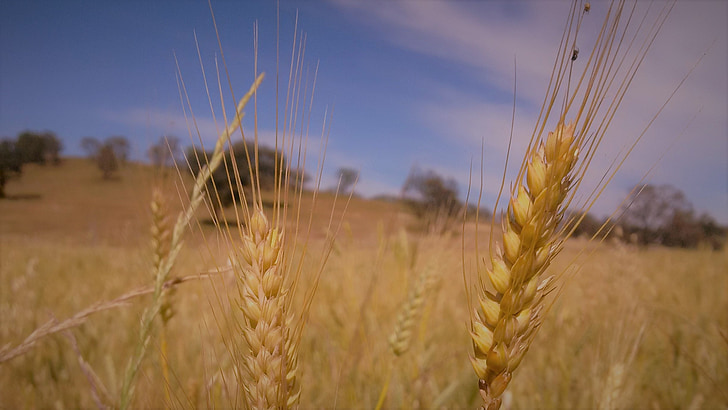 trigo, cultivo, verano