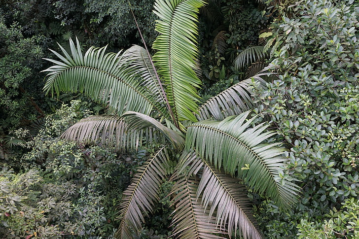 pădure tropicală, copac, distanţă, tropicale, natura, jungla, pădure