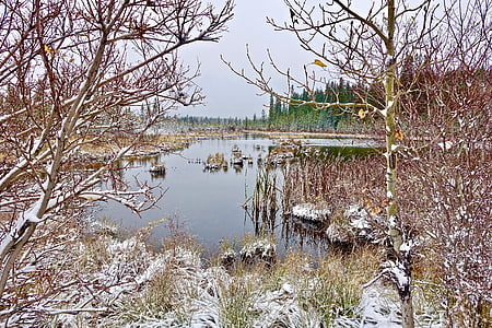 tó, hideg, hó, vadonban, elmélkedés, fagyasztott, festői