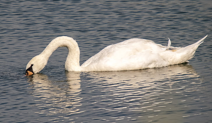 swan, mute swan, bird, water bird, nature, animal