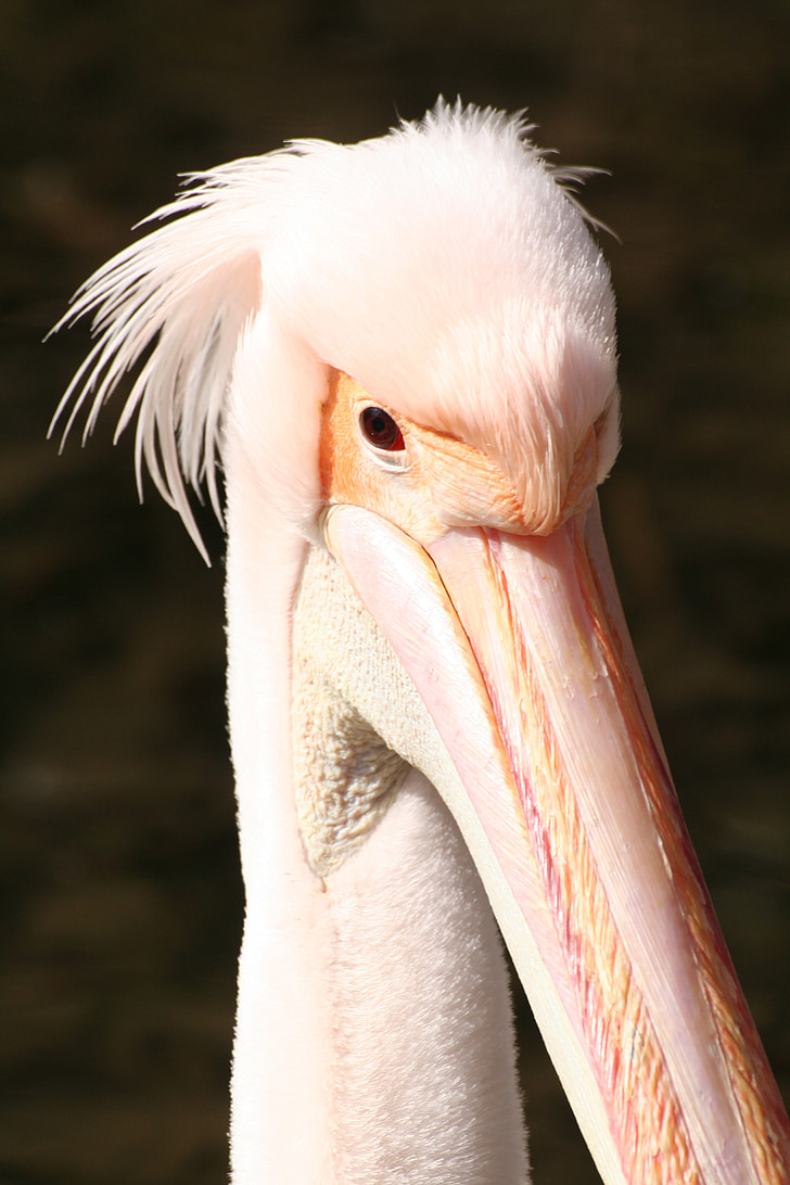 pelican, pink, beak, animal