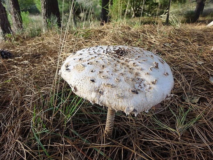 mushroom, nature, portugal, autumn, fungus, forest, food