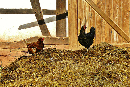 pollos, granja, estiércol de, agricultura, aves de corral, vida de país, vida de la aldea