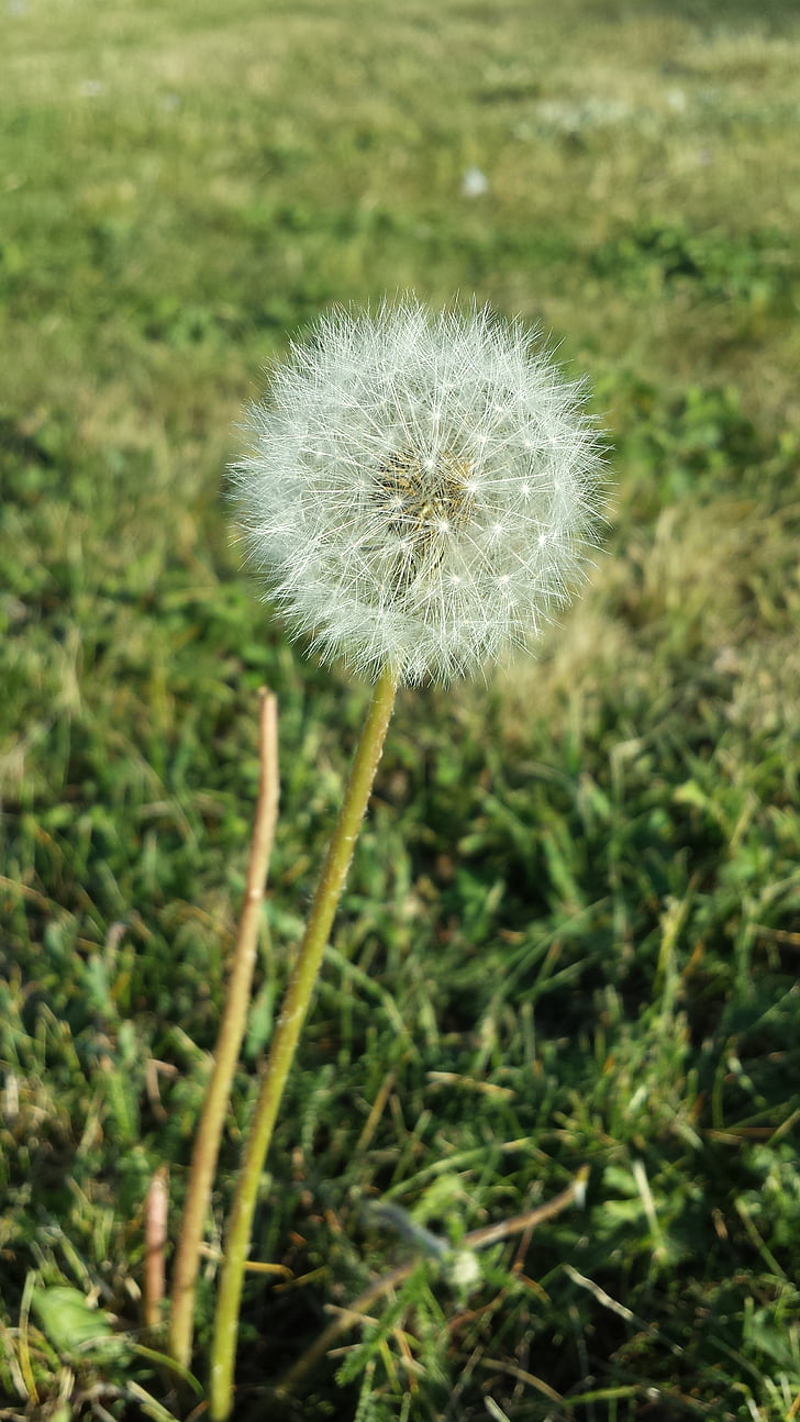dandelion, summer, autumn, seed, bed, wilted
