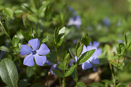 flower, blue, green, nature, purple, plant