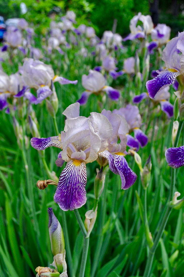 Iris, fioletowy, kwiat, roślina, ogród, Latem, Bloom