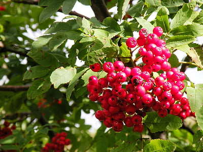 Berry, merah, pohon, daun, Berry, buah, sehat
