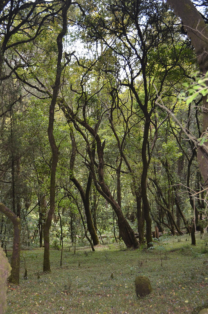 puut, Metsä, Woods, maisema, luonnollinen, Etiopia, menagesha metsä