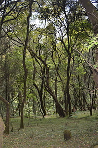 fák, erdő, erdőben, táj, természetes, Etiópia, menagesha erdő