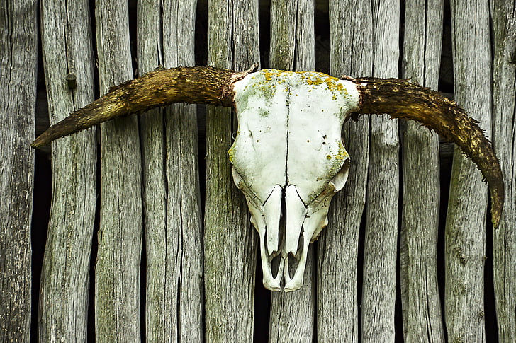 skull, beef, bone, horns, wood - material, animal skull, no people
