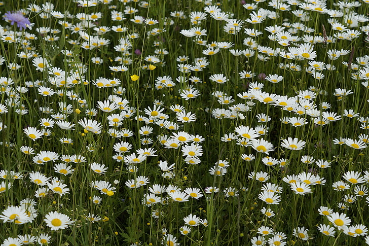 daisies, meadow, summer meadow, flower meadow, grass, ungemäht, wild flowers