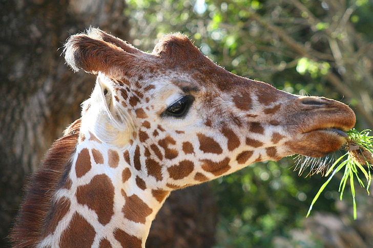 giraffe, zoo, animal, eating, africa, safari, nature