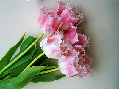 šopek tulipanov, svetlo roza, rezanega cvetja, šopek, narave, Latica, roza barve