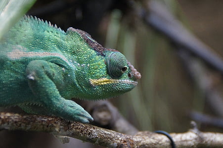 hameleons, zaļa, rāpulis, dzīvnieku, vadītājs, Chamaeleonidae, acs