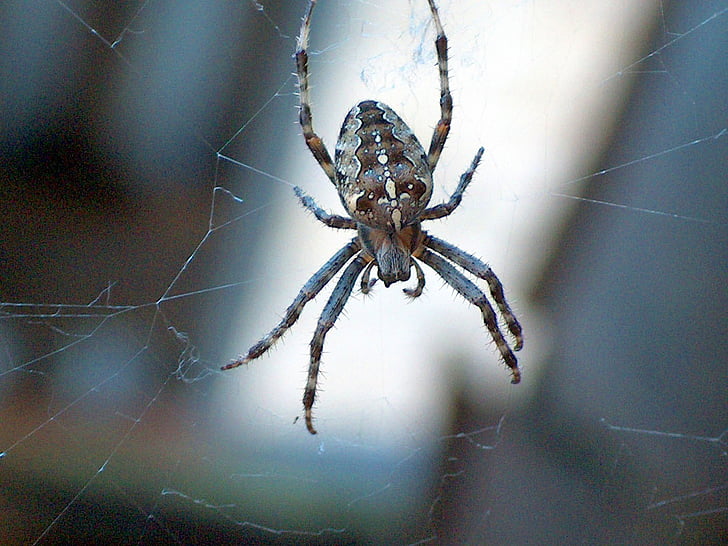 garden spider, spider, nature, network, toxic, risk, nature conservation