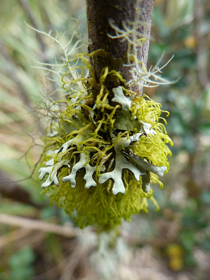 moss, lichen, branch, natural, growth, yellow, plant