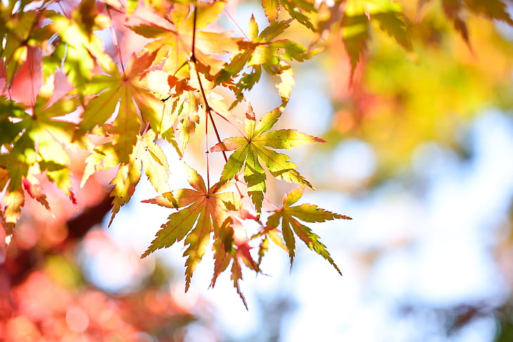 Japonia, krajobraz, naturalne, k, drewno, jesień, roślina