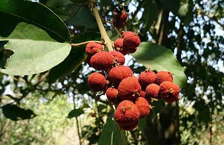 bær, bær, vilde, blomme, frugt, sahyadri, vestlige ghats