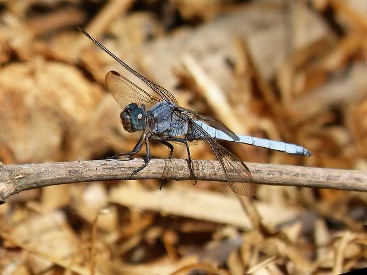 Dragonfly, Blauwe libel, Orthetrum brunneum, gevleugelde insecten, tak, stam, insect