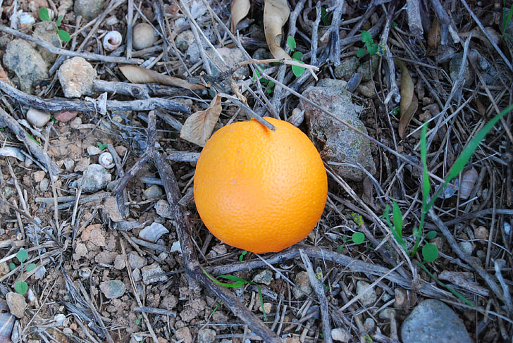 Orange, Valencia, natura, fructe
