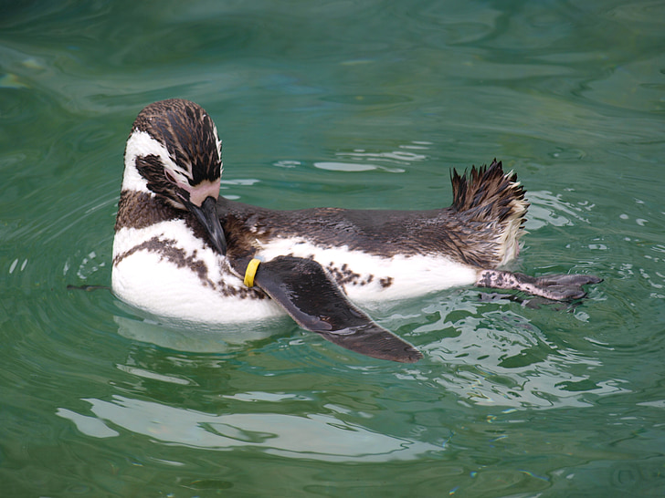 penguin, Bebek, laut