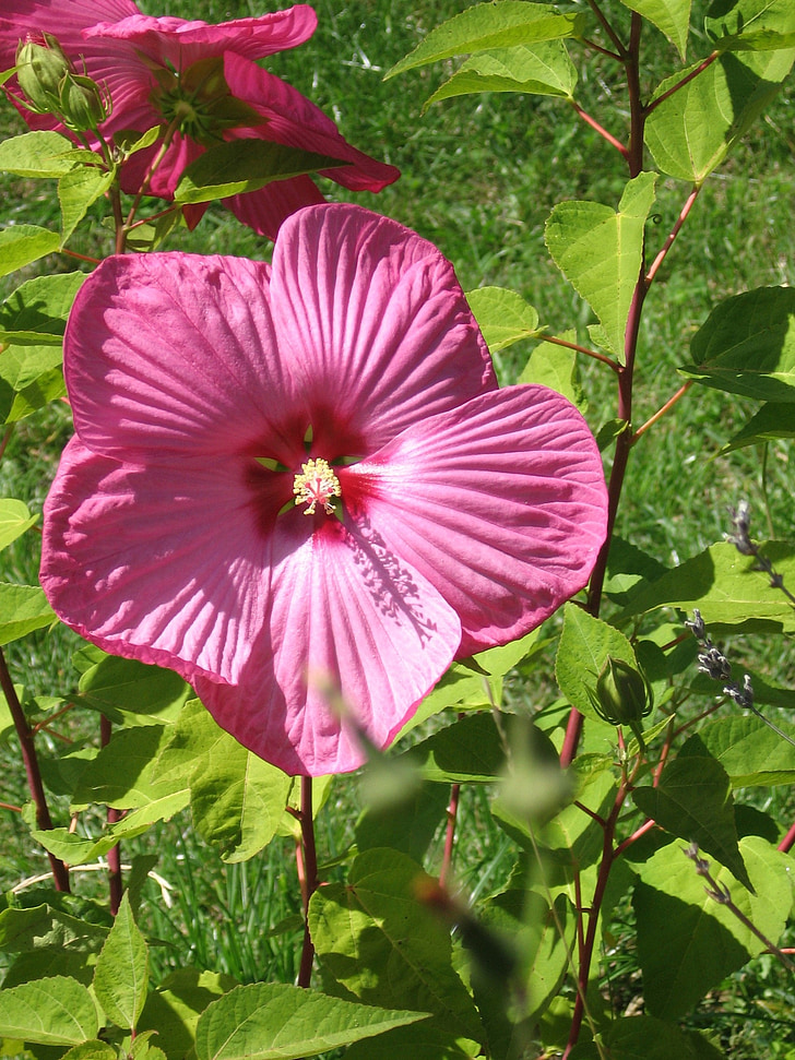 Monster hibiscus, lill, loodus, õis, Bloom, taim, Aed