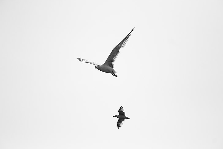ocell, volar, cel, blanc, ales vectorials, natura, animal