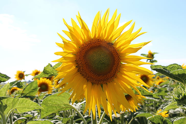 bunga matahari, kuning, Prancis, Charente-maritime, musim panas, bunga, alam