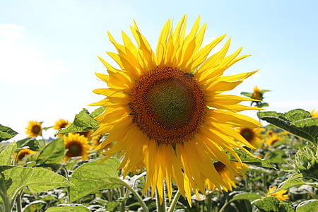 Ηλίανθος, Κίτρινο, Γαλλία, Charente θαλάσσιο, το καλοκαίρι, λουλούδι, φύση