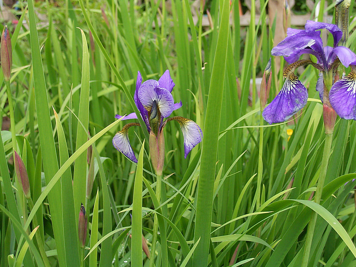 Lily, bunga, tanaman, ungu, ungu, Iris, Taman