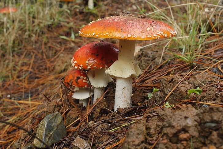 fungo, floresta, cogumelo, selvagem, natural, Outono, fungos