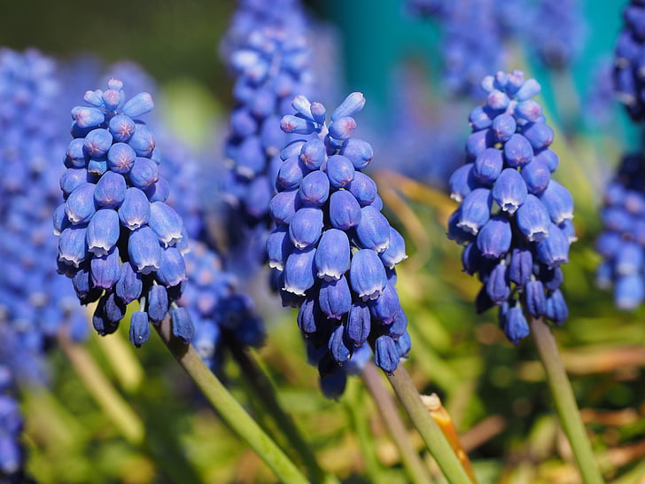 blossom, bloom, flower, blue, muscari, common grape hyacinth, ornamental plant