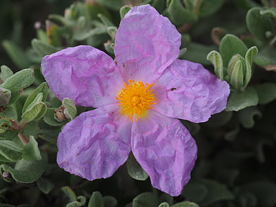 rockrose, 开花, 绽放, 紫色, 粉色, cistus, 发白的岩石玫瑰