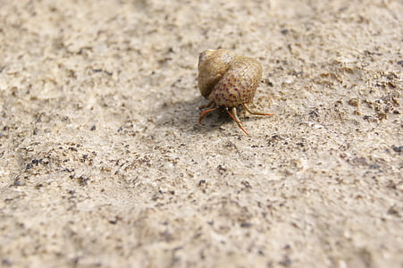 hermit crab, shell, snail, sea, nature, animals, water