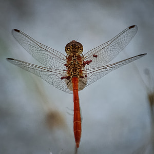 dragonfly, insect, bug, animal, nature, wings, isolated