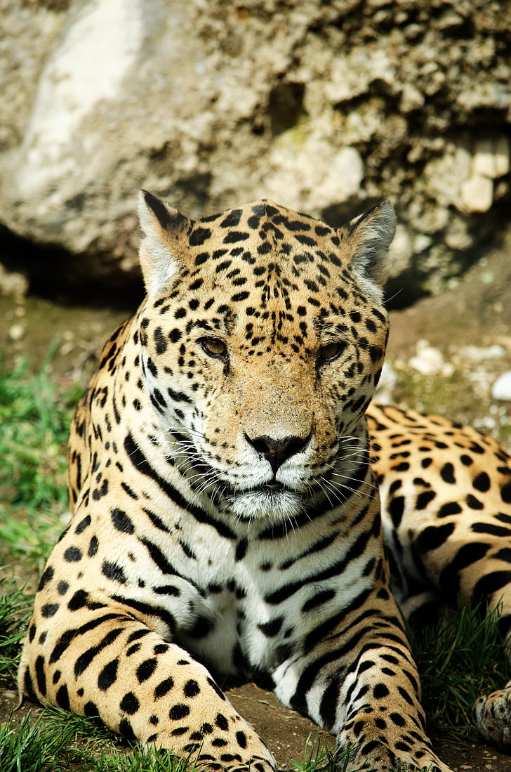 Leopard, Kot, wielki kot, Żbik, drapieżnik, ogród zoologiczny, Tiergarten