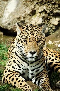 leopardo, gatto, grande gatto, gatto selvatico, Predator, Zoo di, Tiergarten
