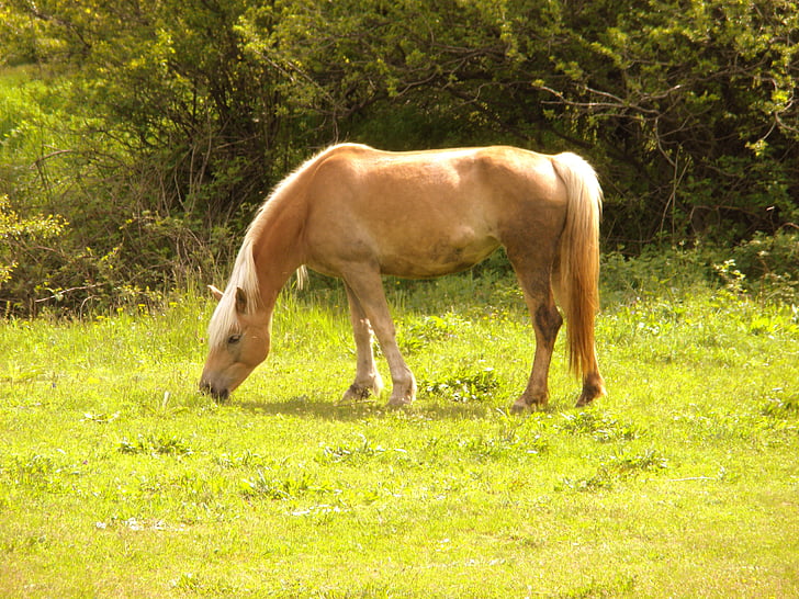 horse, green, animal, summer, beautiful