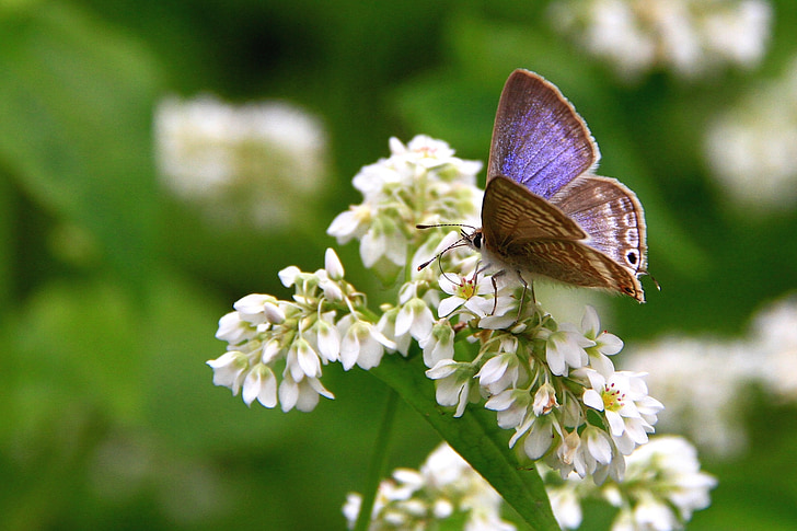 corrugado mariposa gris pequeña, púrpura, flor, Blanco, chong de Quentin, mariposa, planta
