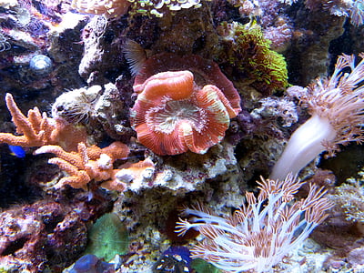 Coral, pod vodou, oceán, Já?, meeresbewohner, Příroda, akvárium