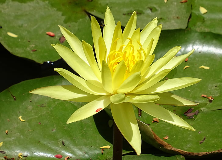Giglio, fiore, giallo, Nymphaea mexicana, Nymphaeaceae, colore giallo waterlily, waterlily messicano