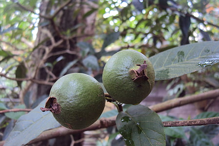guava, unripe fruit, green, fruit, tropical, tropical fruit