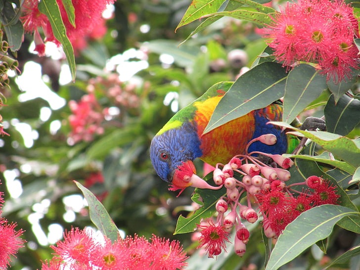 Rosella, pájaro, comer, colorido, Australia
