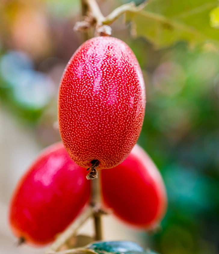 quả mọng, trái cây, màu đỏ